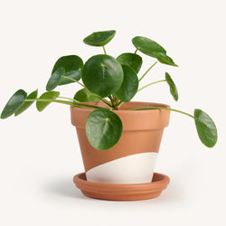 Pilea peperomioides