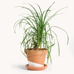 ponytail palm