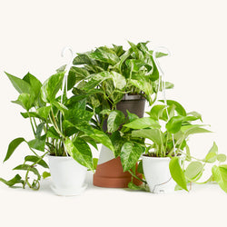 Pothos Hanging Basket