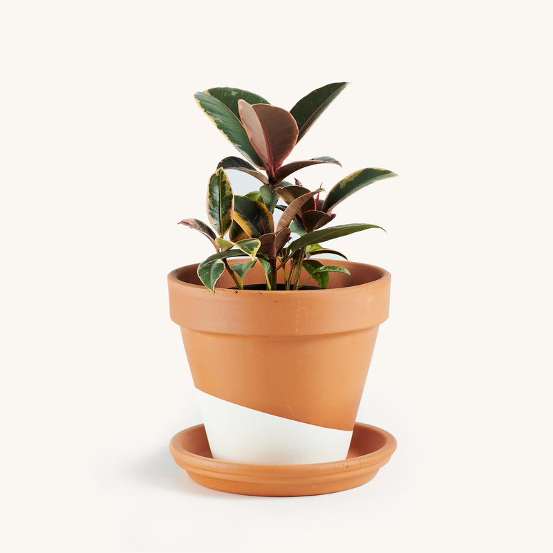 rubber plant in terracotta pot Ficus Elastica Rubber variegated – Horti