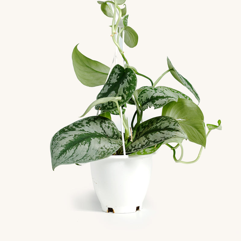 satin pothos hanging Scindapsus Hanging Basket – Horti