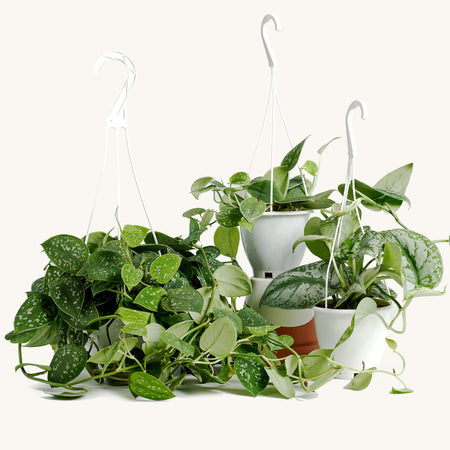 Scindapsus Pictus Argyraeus-Satin Plant-Satin Pothos 8” sale hanging basket