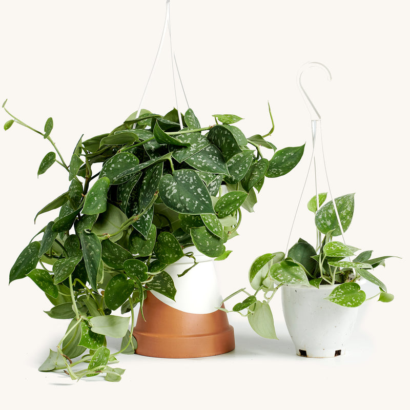 satin pothos hanging Scindapsus Hanging Basket – Horti