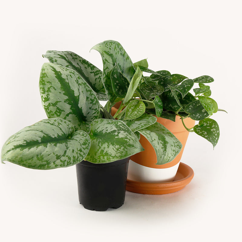 is a scindapsus a pothos Scindapsus, Satin pothos – Horti