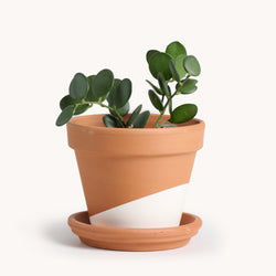 silver dollar succulent