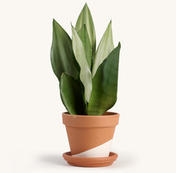 Sansevieria Moonshine