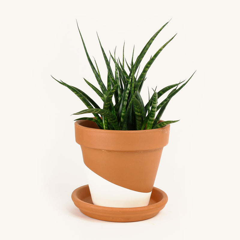snake plant clay pot Fernwood Mikado – Horti