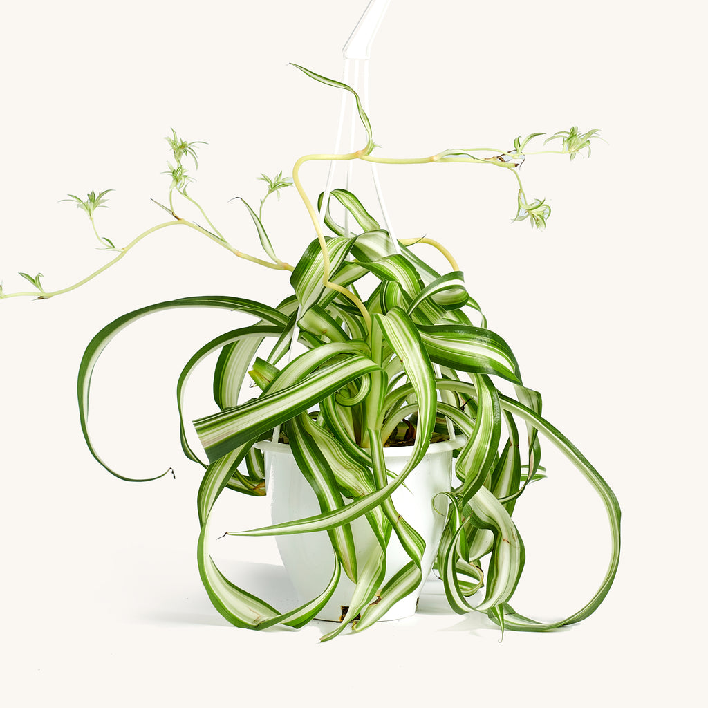 Spider Hanging Basket – Horti
