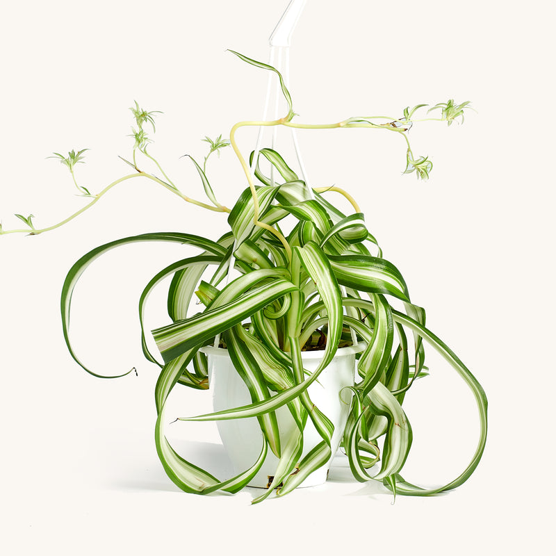 airplane plant hanging basket Spider Hanging Basket – Horti