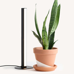 Standing Grow light  Indoor House Plants Delivered to