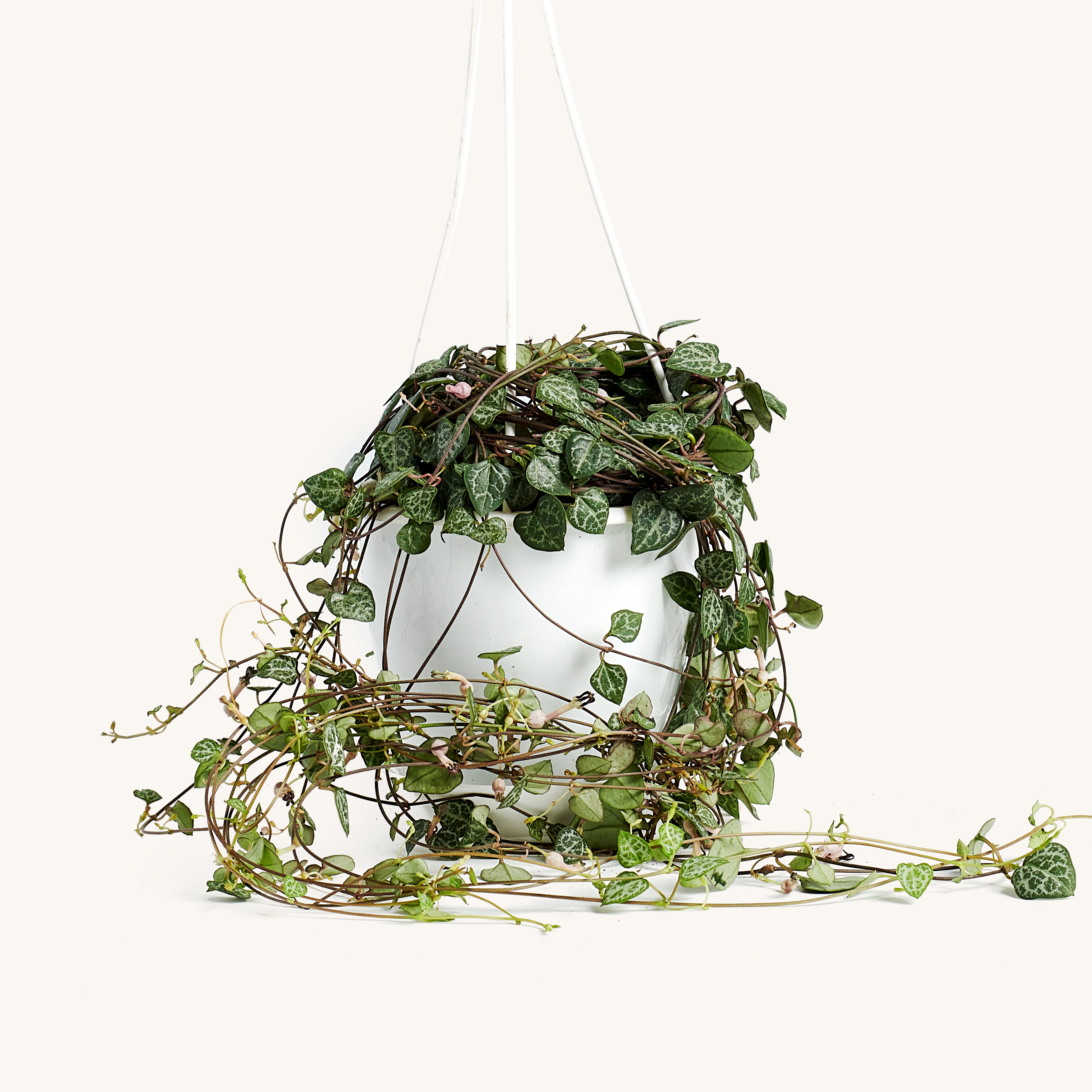 String of Hearts Hanging Basket Indoor House Plants D