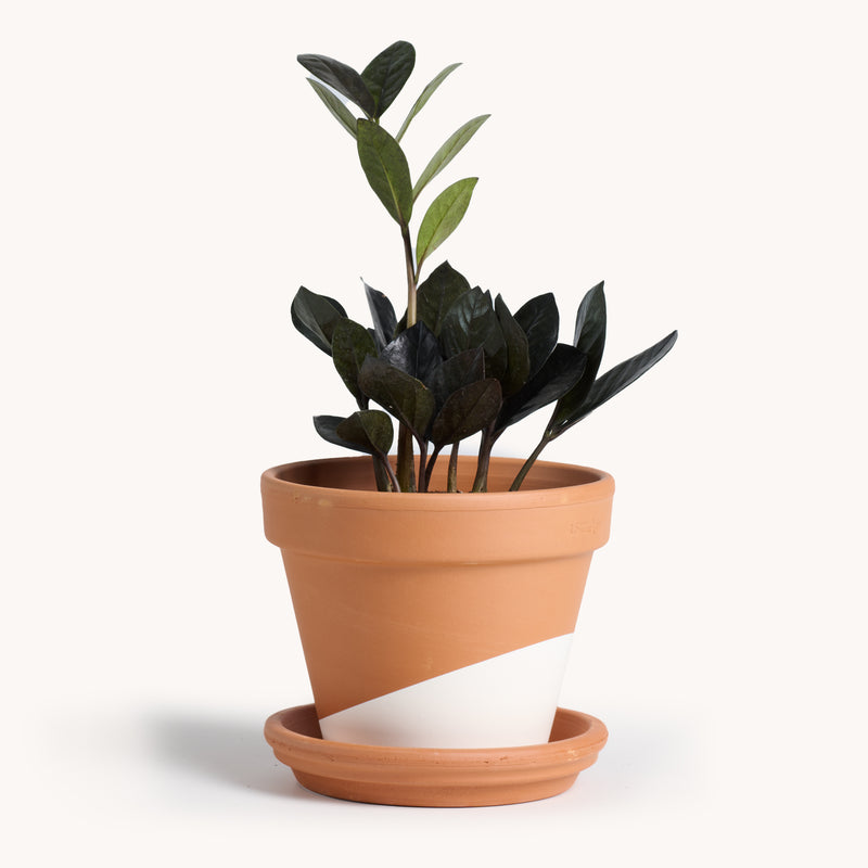 zz plant terracotta pot Zamioculcas zamiifolia 'Dowon' / ZZ Raven – Horti