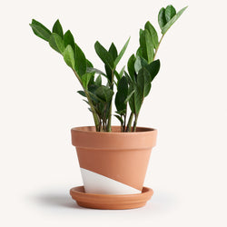 Zamioculus Zamifolia / ZZ